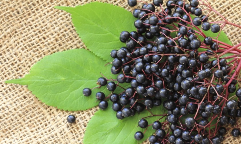 Elderberry: Ancient Elixir For Modern Times