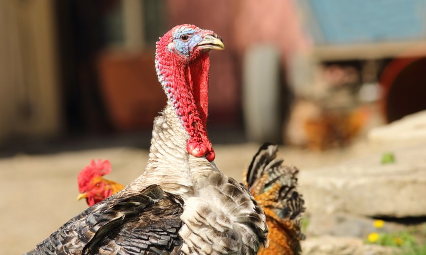 Thanksgiving Gift For Turkey Necks